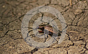 Beetle garden on the forest path.