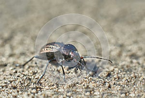 Beetle garden on the forest path.