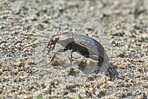 Beetle garden on the forest path.