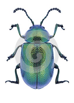 Beetle Gastrophysa viridula