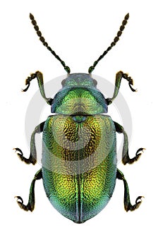 Ein käfer 