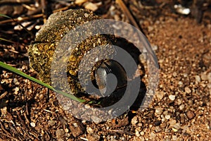 The beetle from genus Scarabaeus with pellet of dung on sandy ground