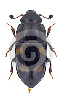 Beetle Glischrochilus quadriguttatus