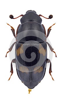 Beetle Glischrochilus quadriguttatus photo