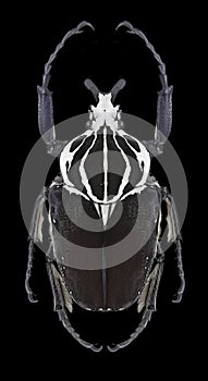 Beetle Goliathus goliathus