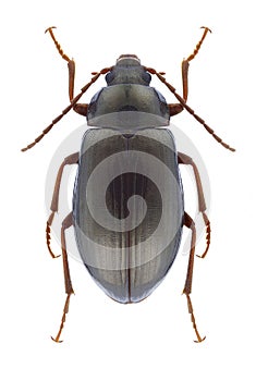 Beetle Gonodera macrophthalma