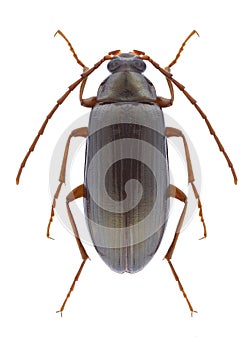 Beetle Gonodera macrophthalma