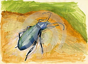 Beetle gouache painting