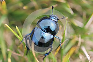 Beetle in the grass