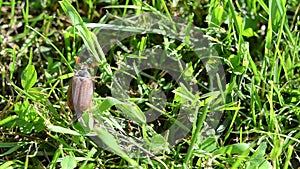 Beetle in grass