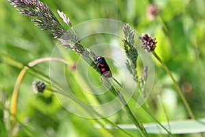 beetle on the green grass