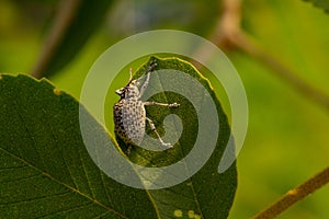 A beetle on a green leaf.