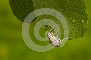 A beetle on a green leaf.