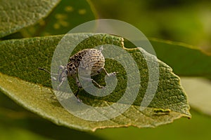 A beetle on a green leaf.