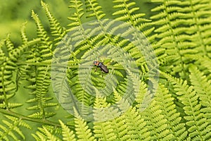 Beetle on a green leaf of fern. Summer time