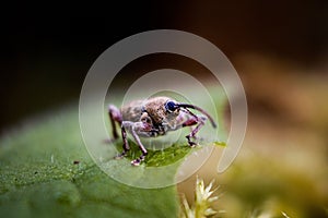 beetle on green leaf