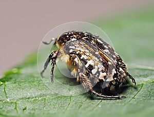 Beetle on green leaf on macro photo