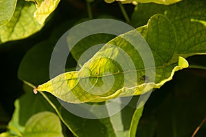 Beetle on green leaf of tree.Nature