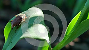 Beetle on a green leaf of a tulip