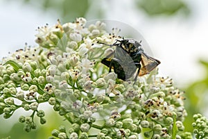 Beetle Green rose chafer Cetonia aurata on danewort Sambucus ebulus flowers macro