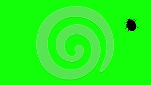 Beetle on green screen, CG animated silhouette, seamless loop