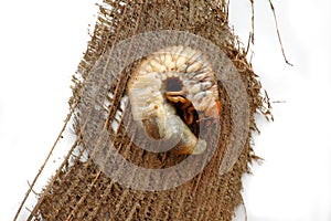 Beetle Grub lying on a tree bark photo