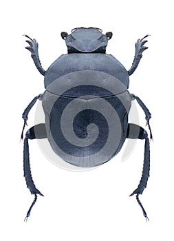 Beetle Gymnopleurus geoffroyi