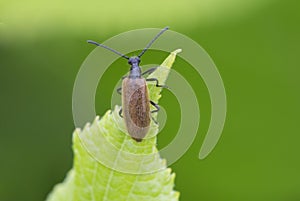 Beetle hairy