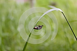 Beetle hangs on a blade of grass and eats something