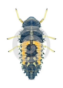 Beetle Harmonia axyridis (larva) photo