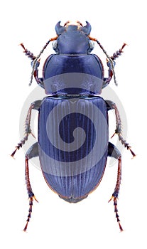 Beetle Harpalus distinguendus