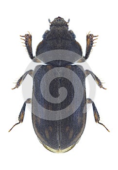Beetle Heterocerus fenestratus