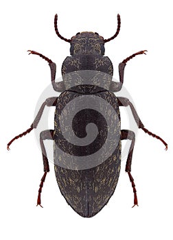 Beetle Himatismus villosus