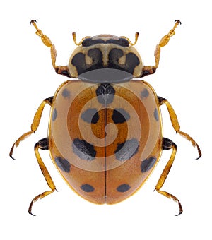 Beetle Hippodamia variegata