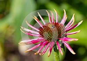 Beetle hitching a ride on an echinacea