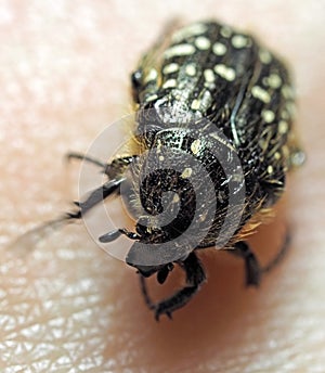 Beetle on human skin closeup photo