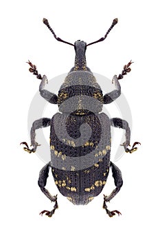 Beetle Hylobius abietis photo
