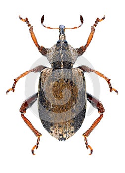 Beetle Hypera plantaginis