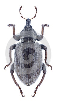 Beetle Hypera postica