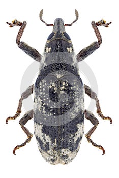 Beetle Hypolixus pica