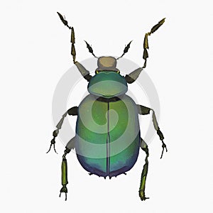 Beetle Insect Arthropod Variation 8 Isolated, Transparent Background