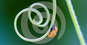 The beetle insect on leaf