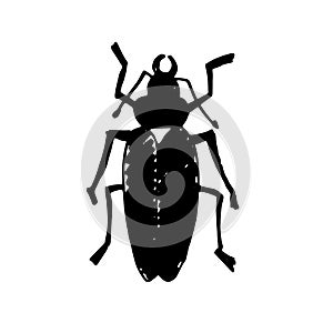 Beetle insect. Nature water beetle and zoology water beetle. Wildlife insect water black beetle ecology detail.