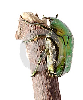 Beetle insect rose chafer isolated