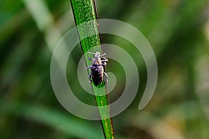 Beetle Insect sitting on a leaf