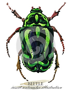 Beetle. Insect watercolor illustration.