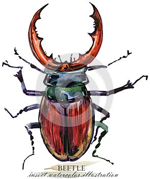 Beetle. Insect watercolor illustration.