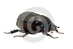 beetle isolated on white