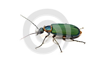 Beetle isolated on white photo