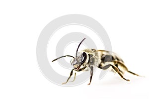 Beetle is isolated on white